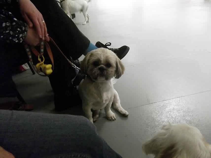 Puppy Training Classes Sheppey, Sittingbourne, Medway Towns, Faversham